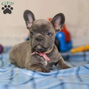 Charlene, Frenchton Puppy
